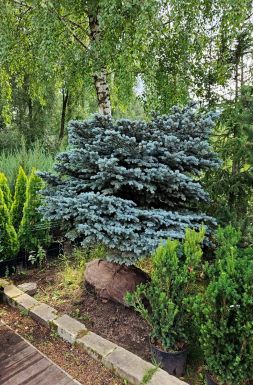 Ель колючая Глаука Глобоза (Glauca globosa)