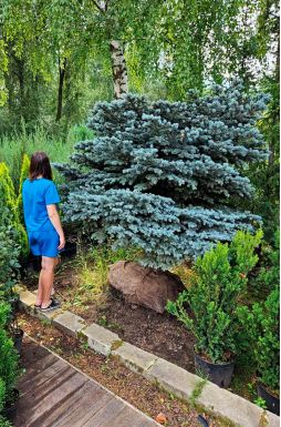 Ель колючая Глаука Глобоза (Glauca globosa)