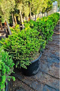 Ель обыкновенная Барри (Barryi)