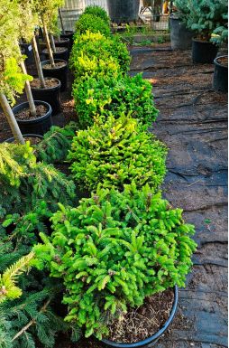 Ель обыкновенная Барри (Barryi)