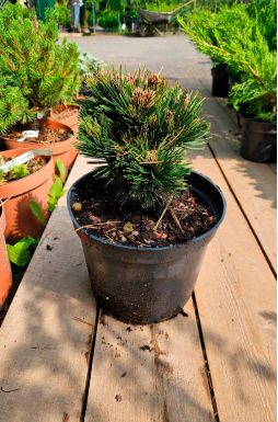 Сосна Гельдрейха Шмидта (Schmidtii)