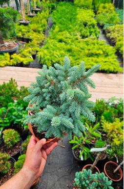 Ель колючая Глаука Глобоза (Glauca globosa)