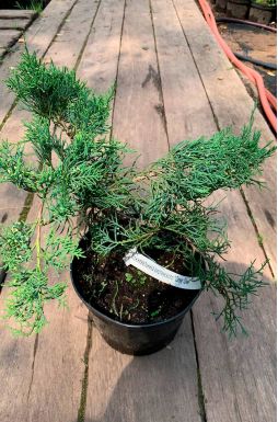 Можжевельник виргинский Грей Оул (Grey owl)