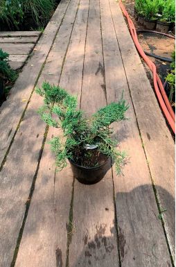 Можжевельник виргинский Грей Оул (Grey owl)