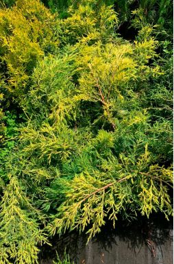 Можжевельник средний Голд Стар (Gold star)