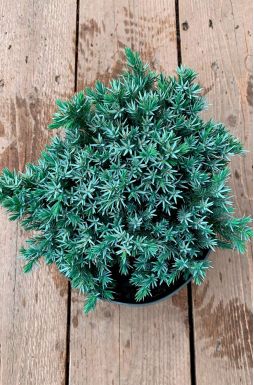 Можжевельник чешуйчатый Блю Стар (Blue star)