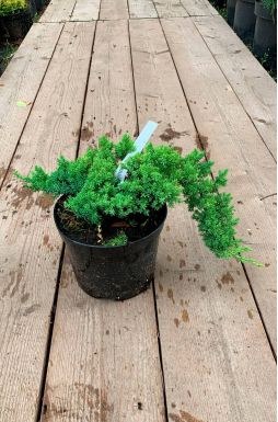 Можжевельник лежачий Нана (Nana)