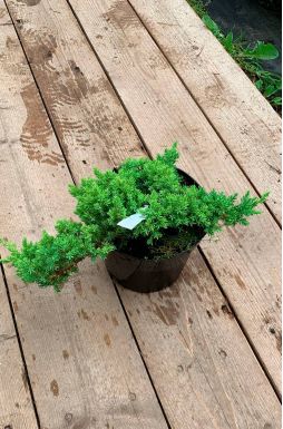 Можжевельник лежачий Нана (Nana)