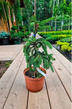 Ель обыкновенная Инверса (Inversa)