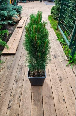 Сосна черная Грин Тауэр (Green tower)