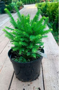 Ель сербская Карел (Karel)