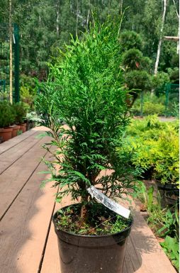 Туя западная Вудварди (Woodwordii)