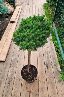 Сосна горная Мопс на штамбе (Mops Pa)