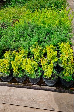 Барбарис тунберга Голден Рокет (Golden Rocket)