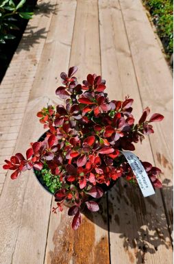 Барбарис тунберга Атропурпуреа Нана (Atropurpurea Nana)