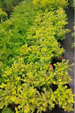 Пихта корейская