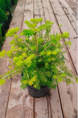 Пихта корейская