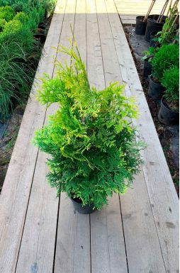 Туя западная Голден Брабант (Golden Brabant)