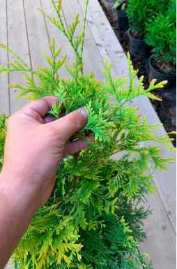 Туя западная Голден Брабант (Golden Brabant)