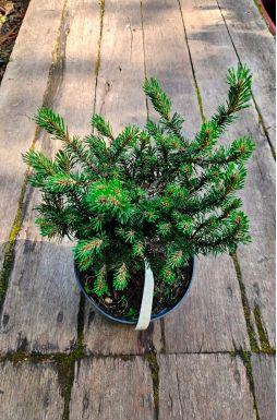 Сосна горная Хампи (Humpy)