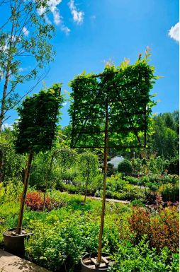 Шпалер из граба