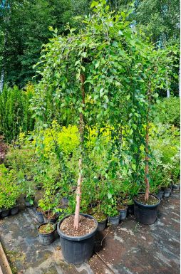 Берёза черная Саммер Каскад (Summer Cascade)