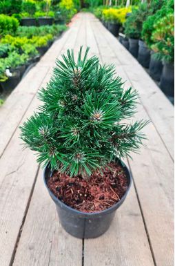 Сосна горная Шервуд Компакт (Sherwood Compact)