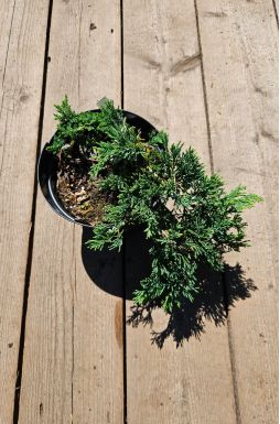 Можжевельник горизонтальный Вилтони (Wiltonii)