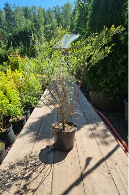 Ива нана Каньон Блю (Canyon Blue)