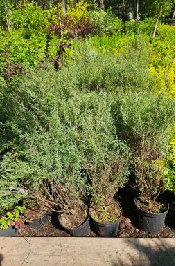 Ива нана Каньон Блю (Canyon Blue)