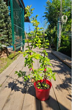 Айва японская Кримсон энд Голд (Crimson and Gold)