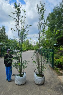 Багрянник японский