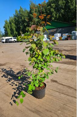 Багрянник японский