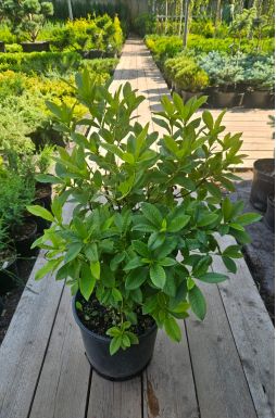 Азалия листопадная