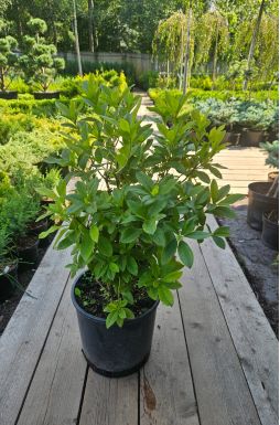 Азалия листопадная