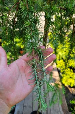 Лиственница японская Стифф Випер (Stiff Weeper Pa)