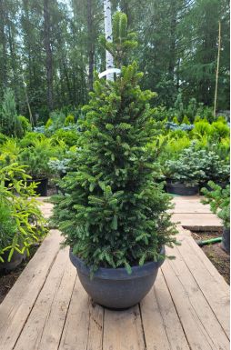 Ель обыкновенная Виллс Цверг (Wills Zwerg)