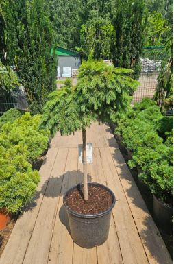 Ель обыкновенная Форманек на штамбе (Formanek Pa)