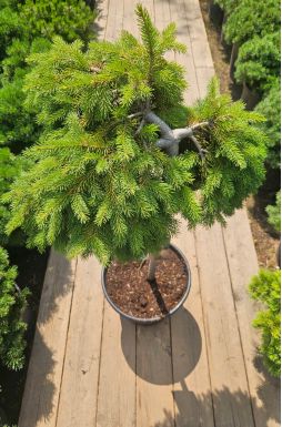 Ель обыкновенная Форманек на штамбе (Formanek Pa)