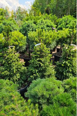 Ель обыкновенная Виллс Цверг (Wills Zwerg)