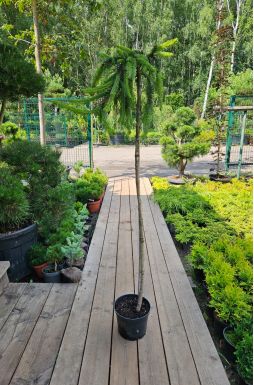 Ель обыкновенная Инверса на штамбе (Inversa Pa)