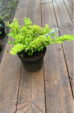 Барбарис тунберга Бонанза Голд (Bonanza Gold)