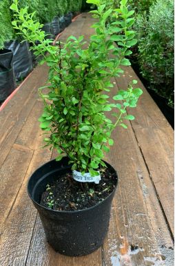 Барбарис тунберга Эректа (Erecta)