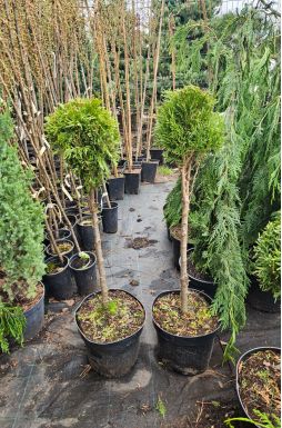 Туя западная Смарагд 1 шар на штамбе (Smaragd Pa)