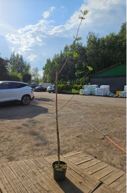 Рябина обыкновенная Кубовая (Kubowaja)