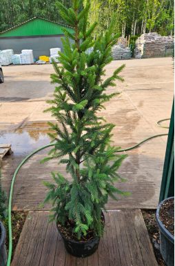 Ель обыкновенная Купрессина (Cupressina)