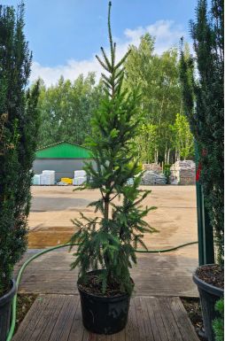 Ель обыкновенная Купрессина (Cupressina)