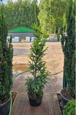 Ель обыкновенная Купрессина (Cupressina)