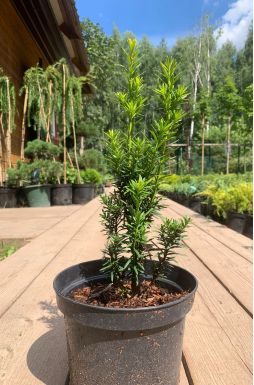 Тис средний Хилли (Hillii)