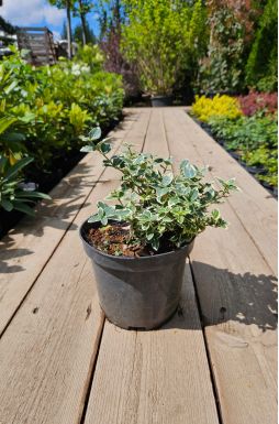 Бересклет форчуна Сильвер Квин (Silver Queen)